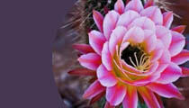 parfum oriental floare de cactus