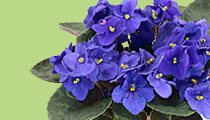 parfum oriental frunze de violete