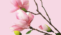 parfum oriental magnolie