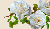 parfum oriental trandafir alb