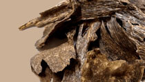 parfum miros de lemn de agar (oud)